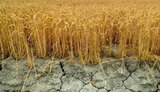 The pace of grain harvesting in Russia is falling. What is the reason?