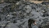 Нефтяное пятно растянулось вдоль ЮБК, в Азавском море обнаружены пятна длиной 4 км