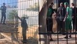 Чоловік заліз у вольєр із левами в Одесі: хотів сфотографуватися. ВIДЕО