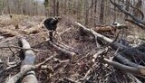 Незаконна вирубка лісів у Карпатах