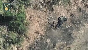 Обгоревшие тела российских захватчиков валяются в поле на Луганщине. ВИДЕО 18+