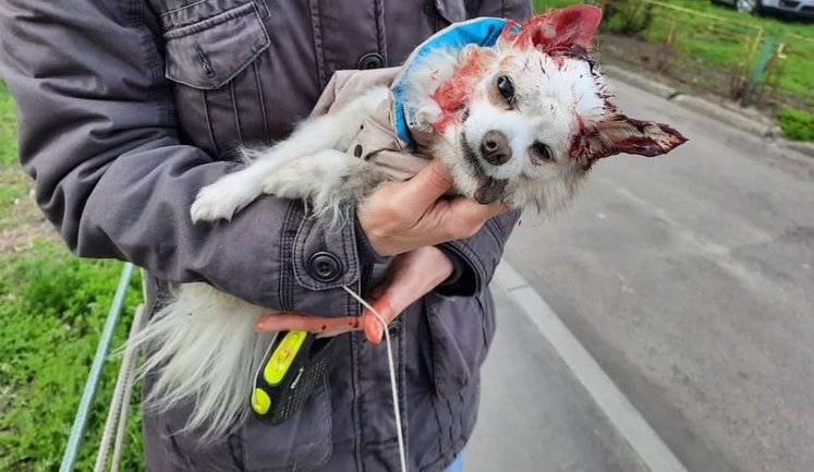 У Києві стафтер’єр загриз собаку, який гуляв зі своєю власницею: господар бійцівського пса продовжив свою прогулянку ніби нічого й не сталося, - Білошицький. ВІДЕО+ФОТО