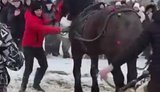 Побиття коней на фестивалі на Прикарпатті