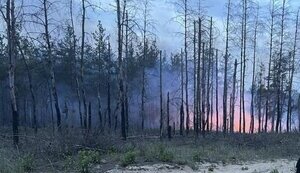 На окупованій Луганщині пожежі знищили майже 7 тис. га лісів