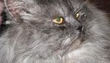 В Ровно живет 18-килограммовый "котик", который приносит удачу. ФОТОрепортаж.