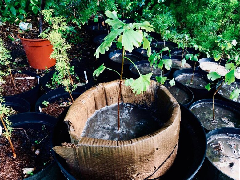 У ботанічному саду імені Гришка відбудеться волонтерський день на честь загиблого захисника України Семена Обломея 01