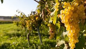 Росія знищує виноградники Судакської долини: після захоплення Криму їхня площа скоротилася вдвічі, - МінТОТ. ФОТО