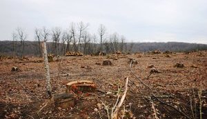 Нелегальное производство древесного угля может превратить Украину в Гаити, - Казанский. ФОТО