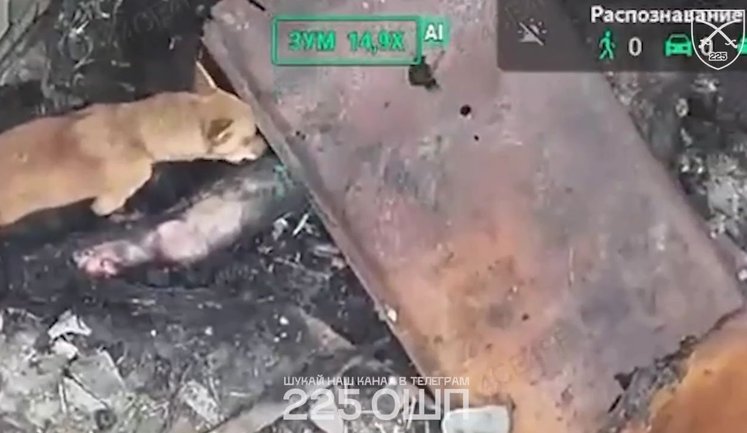 Drone strike hits ruscists at night, in morning Ukrainian dogs are feeding on them – combat work of 225th Regiment. VIDEO