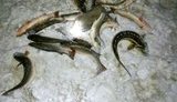 Браконьєри виловили в Азовському морі пеленгаса й осетра на 60 тис. гривень, - ДПСУ. ВІДЕО+ФОТО