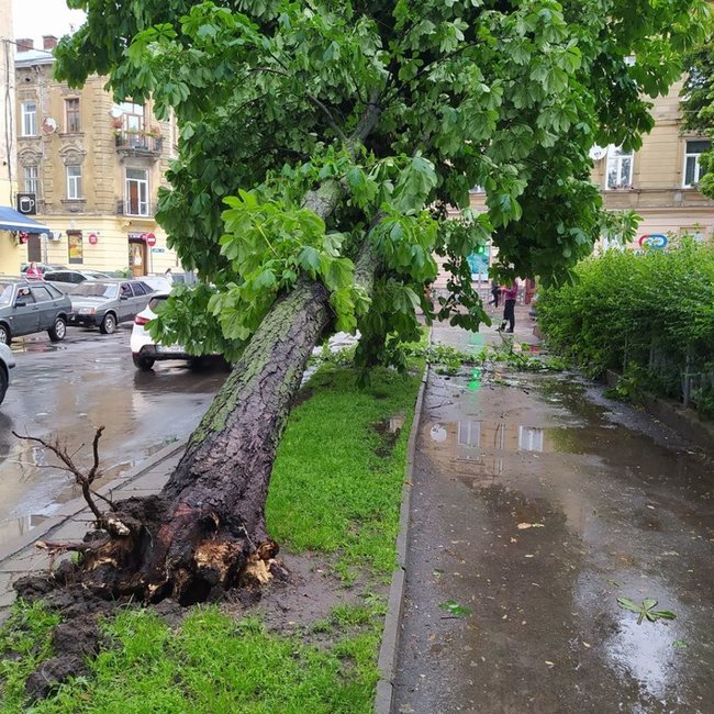 Жінка загинула через негоду у Львові 12