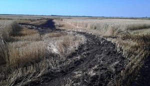 5 га пшениці згоріло на Житомирщині. ФОТОрепортаж