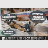Наблюдатели из-за поребрика