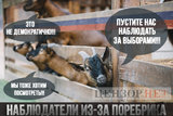 Наблюдатели из-за поребрика