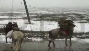 Дрон 36-ї бригади "Вартові" знищив двох російських піхотинців на конях - тварини не постраждали. ВIДЕО