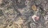 самогубство