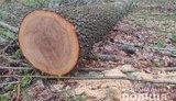Викрито масштабну схему розкрадання лісу чиновниками ДП "Глухівський агролісгосп", - поліція. ФОТОрепортаж