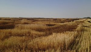 Украина исчерпала квоту на беспошлинные поставки пшеницы в Евросоюз