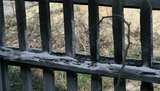 На Донбассе подожгли дом оппозиционера: обвиняют "регионала" Звягильского. ФОТО