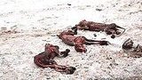 В Чернигове живодеры снимают шкуру с собак и разбрасывают трупы по городу. ВИДЕО
