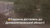 сарана