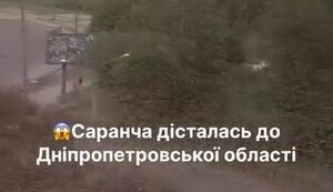 Нашестя сарани охоплює Дніпропетровську область. ВIДЕО