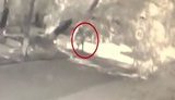 На жінку впало дерево в Печерському районі Києва, - ДСНС. ВІДЕО камер спостереження