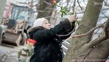 Колонию, в которой сидит Тимошенко, украсили розами. ФОТОрепортаж