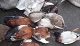 У заповіднику "Асканія-Нова" на Херсонщині знову масово гинуть птахи: виявлено 187 мертвих особин. ФОТОрепортаж