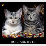 Погладь ПУТЭ