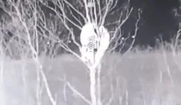 дрон атакує окупантів на дереві