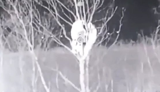 дрон атакує окупантів на дереві