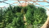 Плантацию конопли стоимостью 8 млн гривен обнаружили на Николаевщине, - полиция. ФОТОрепортаж