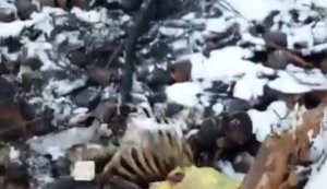 Россиянин вблизи Волчанска снимает обгоревшее тело соратника-оккупанта: "Вот что означает выгорел на работе". ВИДЕО