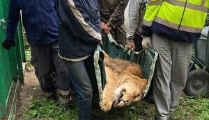 ЯК РЯТУЮТЬ ДИКИХ ТВАРИН В УМОВАХ ВІЙНИ