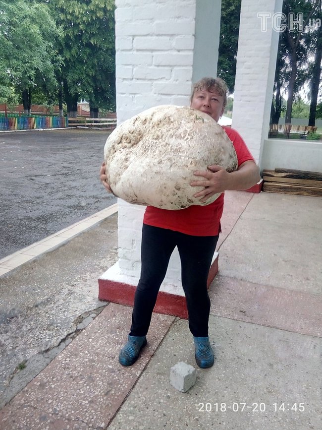 Гриб-рекордсмен вагою майже 18 кілограмів знайшли на Київщині 04