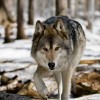 Владимир Николаев #349222