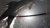 Одесса глазами туриста. ЧАСТЬ 1. ФОТОрепортаж из одесского дельфинария и океанариума.