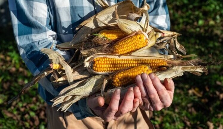 Жнива-2025: Спека позначиться на майбутньому врожаї кукурудзи