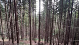 SBI exposes forestry officials in Ivano-Frankivsk region who organised illegal logging worth almost UAH 300 million