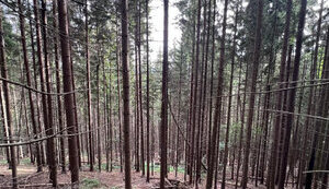 Large-scale logging worth almost UAH 300 million: forestry officials who illegally issued logging tickets exposed in Ivano-Frankivsk region - SBI. PHOTO