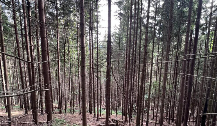 Large-scale logging worth almost UAH 300 million: forestry officials who illegally issued logging tickets exposed in Ivano-Frankivsk region - SBI. PHOTO