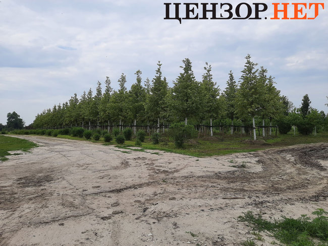 Липи, призначені для майбутнього меморіалу Небесної Сотні, цвітуть у розсаднику під Києвом 04