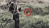 Drone takes out occupier