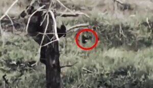 Kamikaze drone knocks occupier out of tree. VIDEO