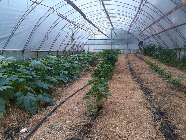 За 10 днів у Донецьку я вирішив продати свою ферму у США - і переїхати в Україну. Історія американця, що вирощує перець та допомагає бійцям 05 За 10 днів у Донецьку я вирішив продати свою ферму у США - і переїхати в Україну. Історія американця, що вирощує перець та допомагає бійцям 05