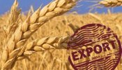На початку вересня експорт української пшениці прискорився майже вдвічі