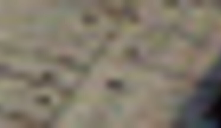 Фонд держмайна виставив на продаж Білгород-Дністровський порт за $5 мільйонів