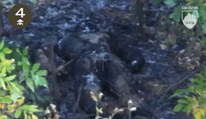 Бійці полку "Скеля" ліквідували десяток окупантів в лісопосадках, бліндажах, окопах. ВIДЕО 18+