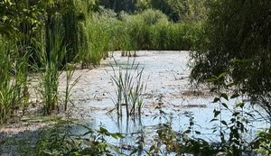 Марганець, хром та оливи: у Києві виявили складне забруднення річки на Борщагівці. ФОТО